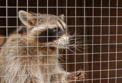 Raccoon Removal