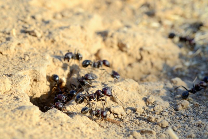 Black Ant Extermination in Frisco, TX